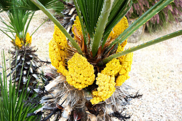 Blooming palm tree with tight clusters of yellow flowers near its top