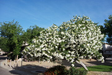 Fototapeta na wymiar Xeriscaped city street with blooming white oleander and desert style gravel, Phoenix, Arizona