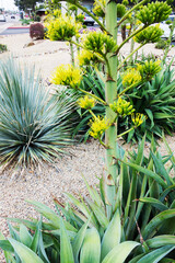 Agave inflorescence and drought tolerant desert plants at xeriscaped city street in Phoenix, Arizona; ; close up