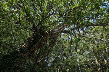 高知県土佐清水市　松尾のアコウ