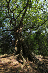 Obraz premium 高知県土佐清水市 松尾のアコウ