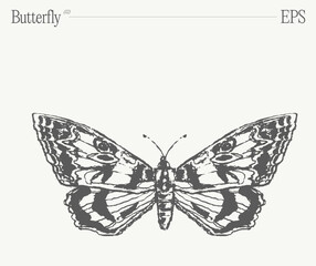 Hand drawn monochrome butterfly illustration on blank backdrop. Vector sketch.