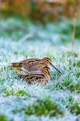 Common Snipe, Gallinago gallinago - feeding birds on frost marshes