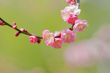 梅の花（無類絞り）