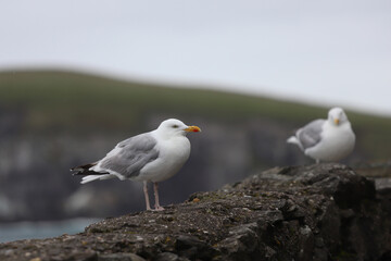 Seagulls on a cloudy day in the Dingle Peninsula, County Kerry, Ireland.
