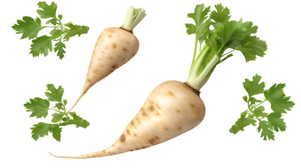 Parsnip Root Vegetable for Culinary Creations: Top View Studio Shot of Fresh Cut-Out PNG Digital Art Isolated on Transparent Background