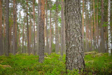 selected focus on pine tree trunk in a beautiful green forest.