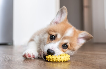 adorable little puppy corgi