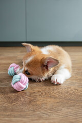 Fototapeta na wymiar adorable little puppy corgi