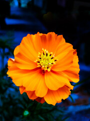 yellow flower on blue background
