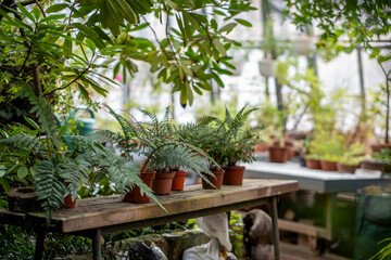 Workplace of nurseryman, gardener in greenhouse. Sprouts fern plants in plastic pots standing on table after replanting. Interior of orangery, greenhouse with growing decorative trees, houseplants