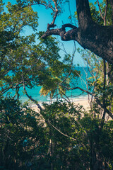 Fototapeta premium caribbean jungle