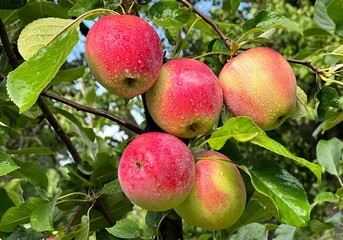 Juicy apples on the tree in fruit orchard