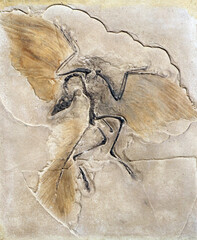 Fossil of the prehistoric bird Archeopteryx