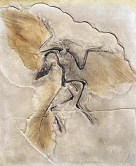 Fototapeten Fossil of the prehistoric bird Archeopteryx © siloto