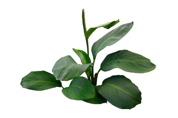 Plant leaves Green nature Tropical forest isolated on transparent background - png	
