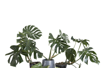 Monstera plants in pots inside the building add to the shady atmosphere in the building. Transparency background in PNG file