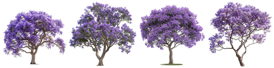 Set of four full-bloom jacaranda trees with lush purple flowers, isolated on a transparent background for versatile use in design and decor.