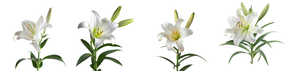 Four white lilies are shown in different stages of bloom