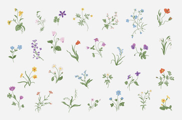 Gentle botany. Set of spring flowers. Vintage vector floral illustration.  - obrazy, fototapety, plakaty