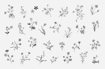 Gentle botany. Set of spring flowers. Vintage vector floral illustration. Black and white 