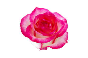 Beautiful flower Pink Rose isolated on white  Awesome view for decorating background designe Lovely Side view