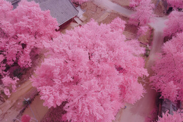 Aerial shots of sakura in pink color.