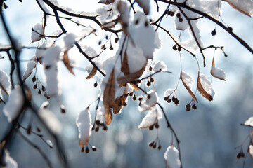 snow covered branches