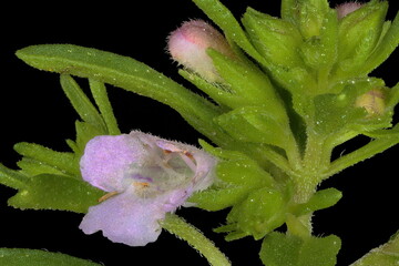 Summer Savory (Satureja hortensis). Inflorescence Detail Closeup