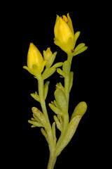 Kamchatka Stonecrop (Phedimus kamtschaticus). Flower Buds Closeup