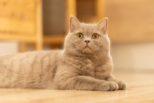 Alert British Shorthair cat on wooden flooring