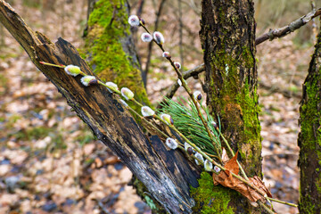 willow branches with flowers on a tree trunk