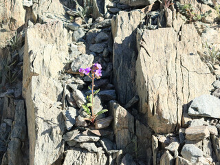 Blue-purple flowering Notch-leaf Phacelia or Scorpion weed at North Mountain Park hiking trail, Phoenix, Arizona