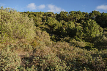 Fototapeta na wymiar Mediterranean scrub, Puig de Randa, Algaida, Mallorca, Balearic Islands, Spain