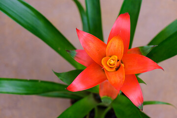 Bromeliad flower, Mallorca, Balearic Islands, Spain