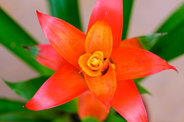 Bromeliad flower, Mallorca, Balearic Islands, Spain