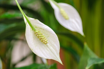 Spathiphyllum flower, Mallorca, Balearic Islands, Spain