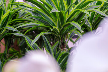 Dracaena fragans,  tronco de Brasil, Mallorca, Balearic Islands, Spain