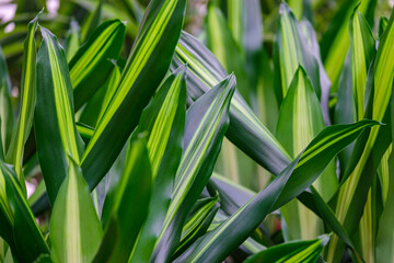 Dracaena fragans,  tronco de Brasil, Mallorca, Balearic Islands, Spain