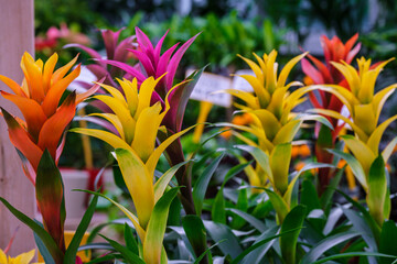 Guzmania in flower, Mallorca, Balearic Islands, Spain