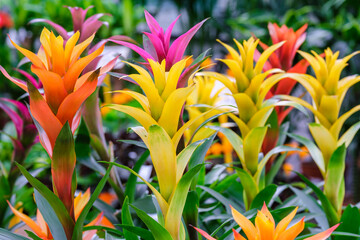 Guzmania in flower, Mallorca, Balearic Islands, Spain