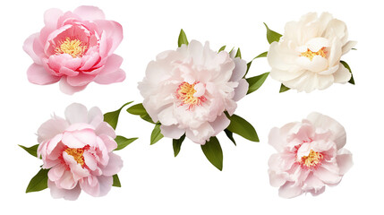 Peony Blossoms Isolated on Transparent Background - Botanical Graphic Art Collection