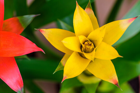 Bromeliad flower, Mallorca, Balearic Islands, Spain