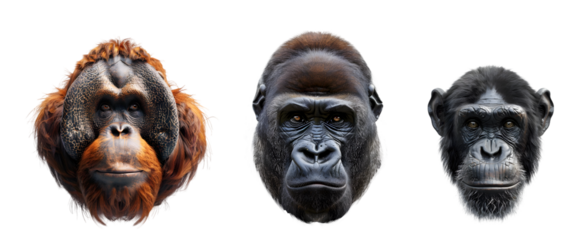Set with portraits of great apes: gorilla, chimpanzee and orangutan. Illustration on the transparent background.