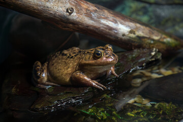 american bullfrog in the wild nature big yellow brown amphibian pond frog