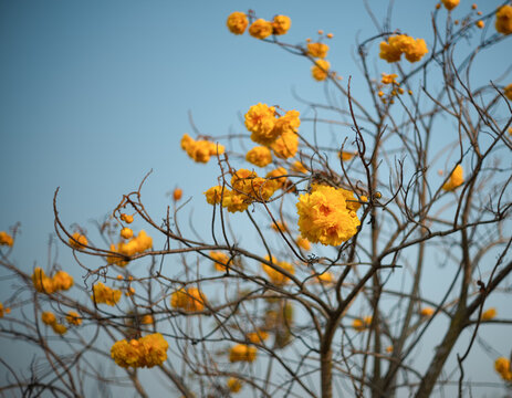 Cochlospermum regium Tree is full of blooming yellow flowers