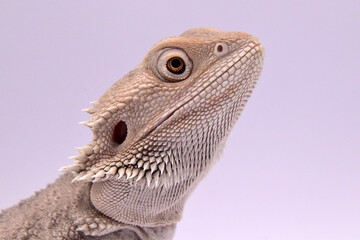 close up of a bearded dragon