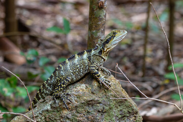 Naklejka na ściany i meble The eastern water dragon (Intellagama lesueurii) is an arboreal agamid species native to eastern Australia. They grow to about one metre (three feet) in length..