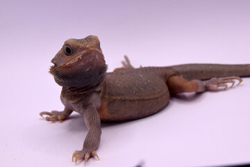 close up of a bearded dragon