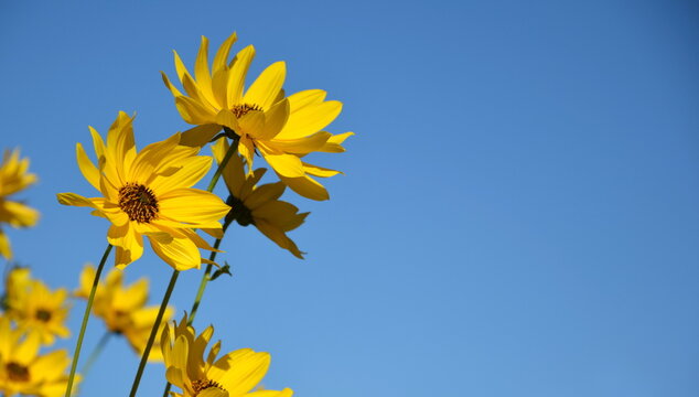 Yellow flower, Jerusalem artichokes, isolated from blue sky